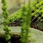 Kolkata Catering Menu Cost